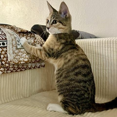 Enlarge Milk and Cookies, a Adoptable Domestic Short Hair in bronx, NY image 6/6