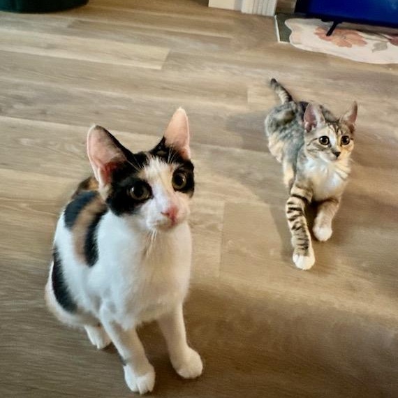 Milk and Cookies, Adoptable, Kitten Female Domestic Short Hair.