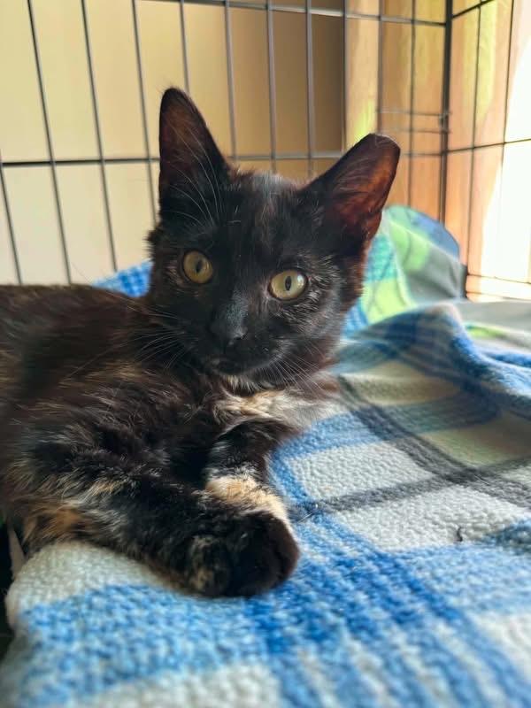 Sammie, a ADOPTABLE Domestic Short Hair in Highland, NY image 4/4