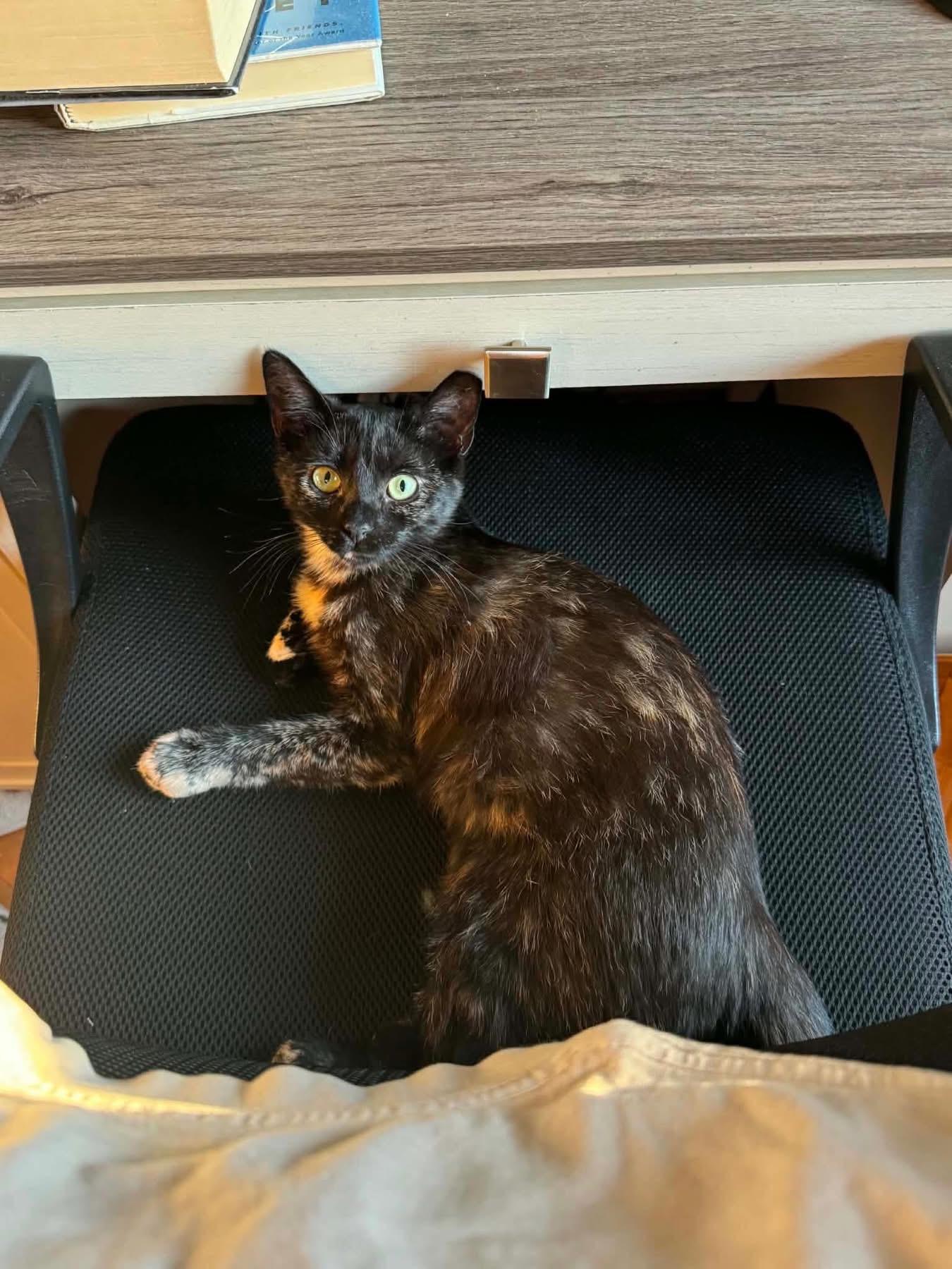 Sammie, a ADOPTABLE Domestic Short Hair in Highland, NY image 3/4