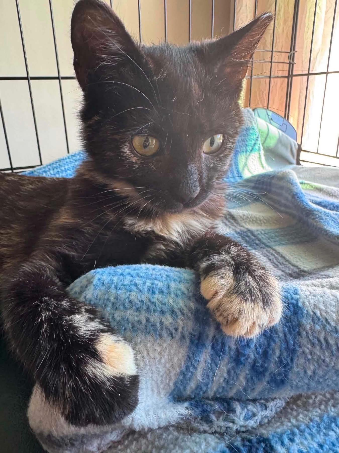 Sammie, a ADOPTABLE Domestic Short Hair in Highland, NY image 1/4
