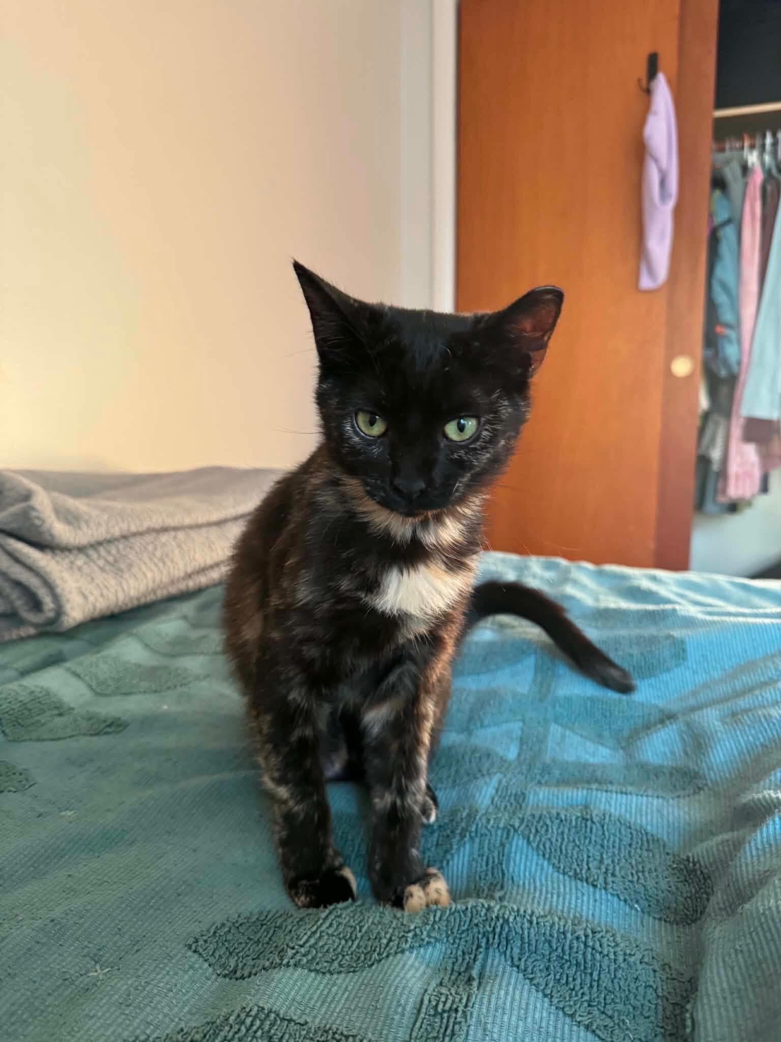 Sammie, a ADOPTABLE Domestic Short Hair in Highland, NY image 2/4