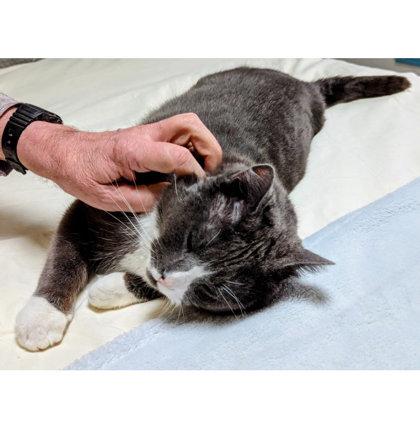 Enlarge Bandit, a Adoptable mixed breed in Hudson, MA image 1/3