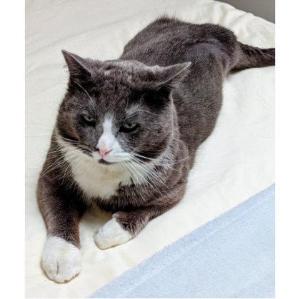 Enlarge Bandit, a Adoptable mixed breed in Hudson, MA image 2/3