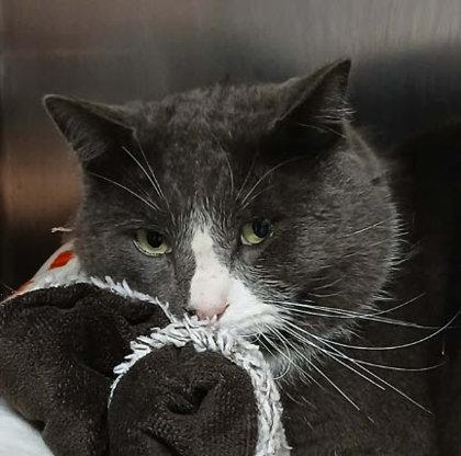 Enlarge Bandit, a Adoptable mixed breed in Hudson, MA image 3/3