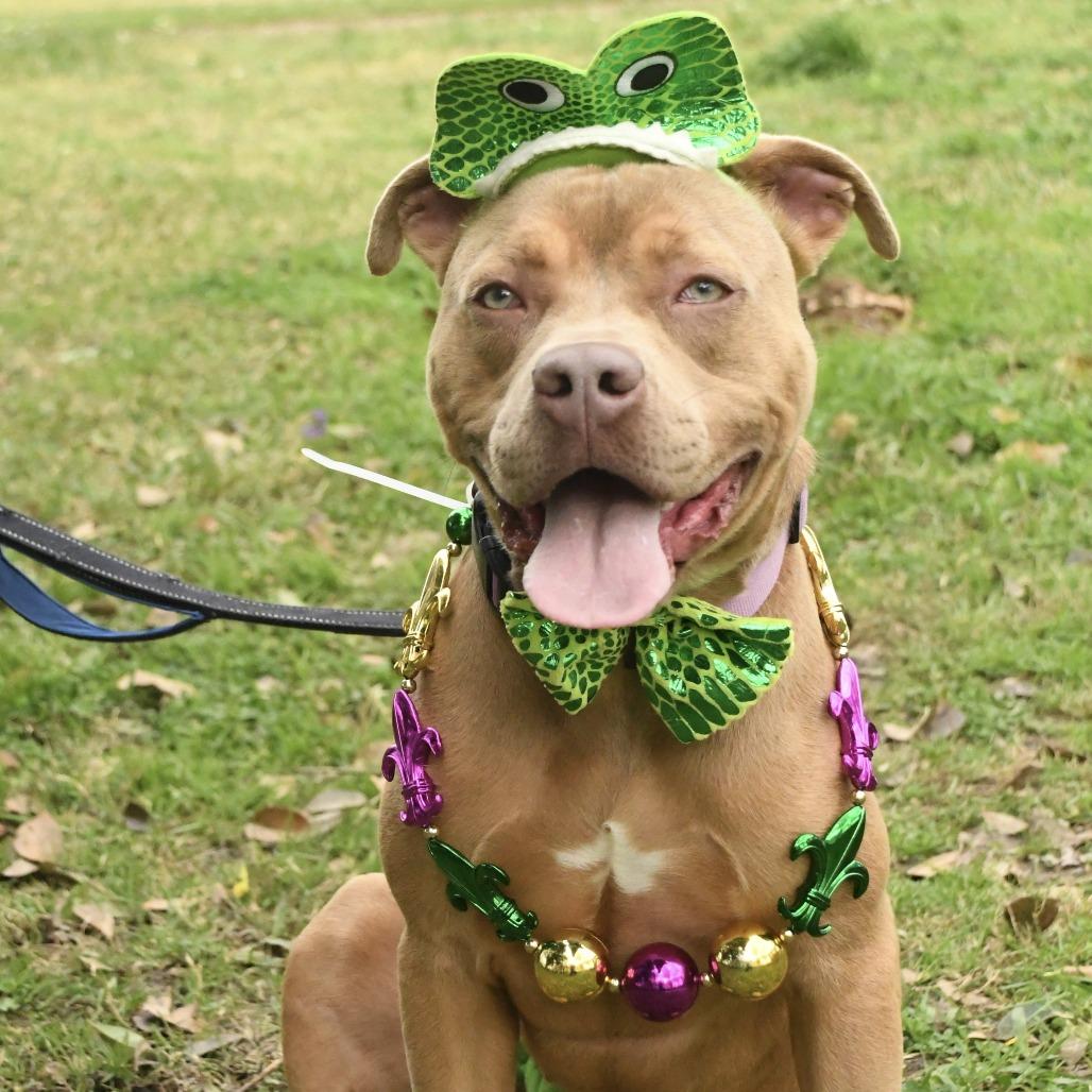 Lyla, Adoptable, Adult Female American Staffordshire Terrier.