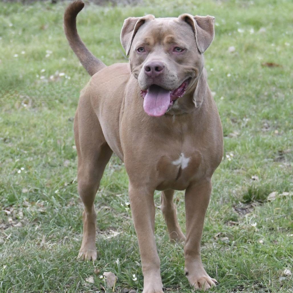Enlarge Lyla, a Adoptable mixed breed in Natchez, MS image 3/6