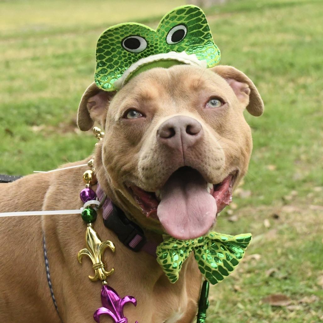 Enlarge Lyla, a Adoptable mixed breed in Natchez, MS image 2/6