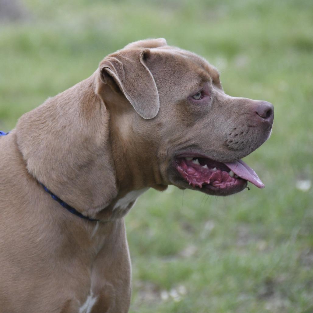 Enlarge Lyla, a Adoptable mixed breed in Natchez, MS image 5/6