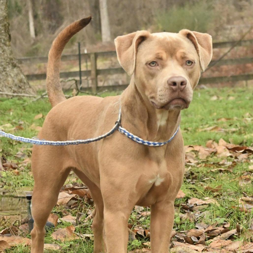 Enlarge Lyla, a Adoptable mixed breed in Natchez, MS image 3/6