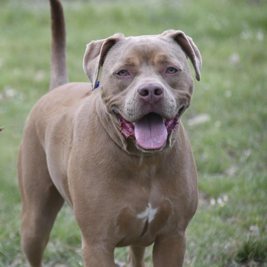 Enlarge Lyla, a Adoptable mixed breed in Natchez, MS image 4/6