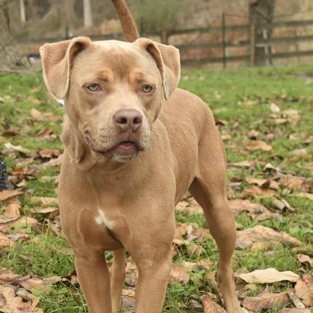 Enlarge Lyla, a Adoptable mixed breed in Natchez, MS image 5/6