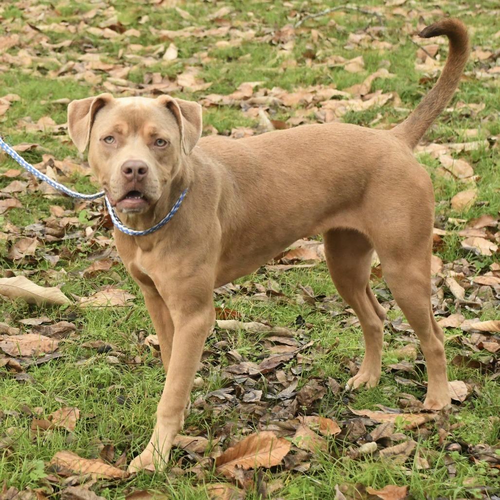 Enlarge Lyla, a Adoptable mixed breed in Natchez, MS image 6/6