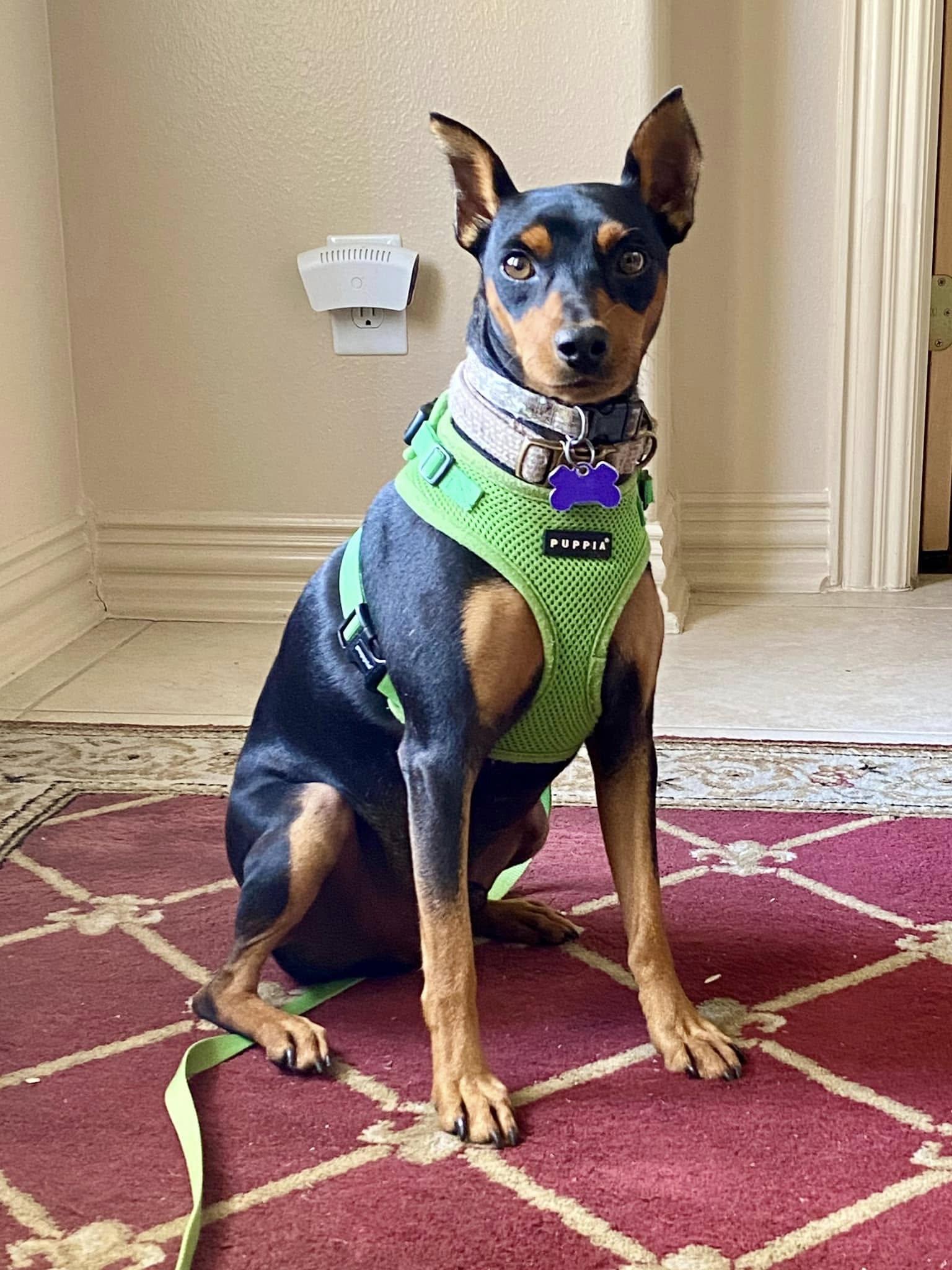 Zeus, a ADOPTABLE Miniature Pinscher in Houston, TX image 6/6