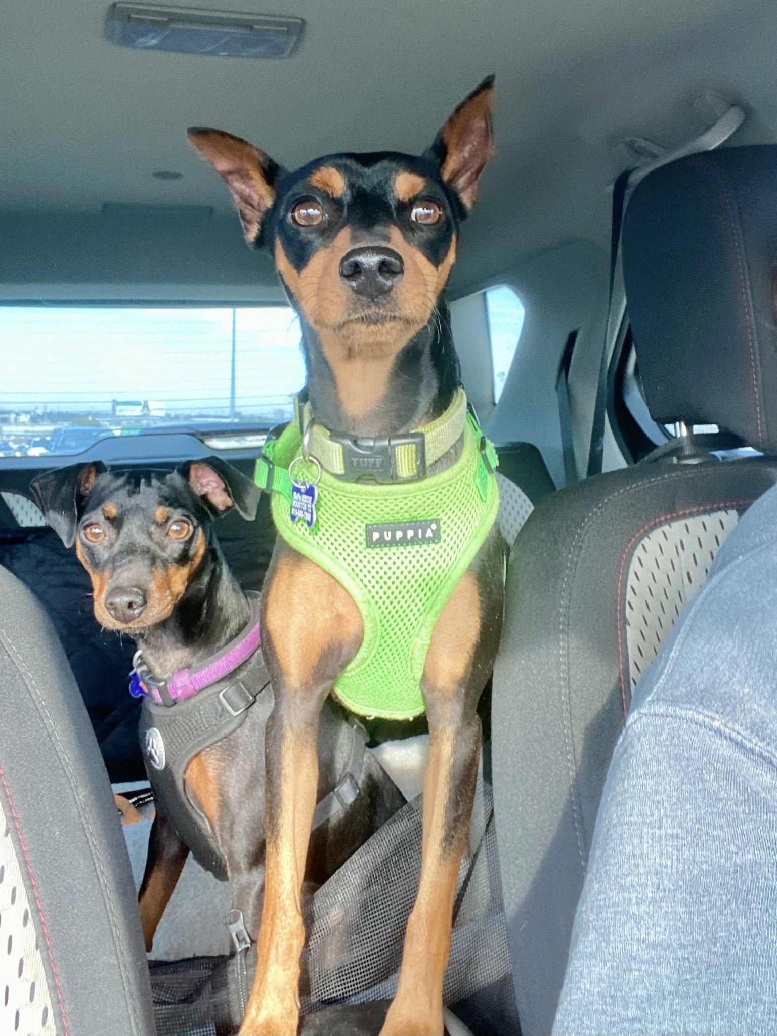 Zeus, a ADOPTABLE Miniature Pinscher in Houston, TX image 2/6