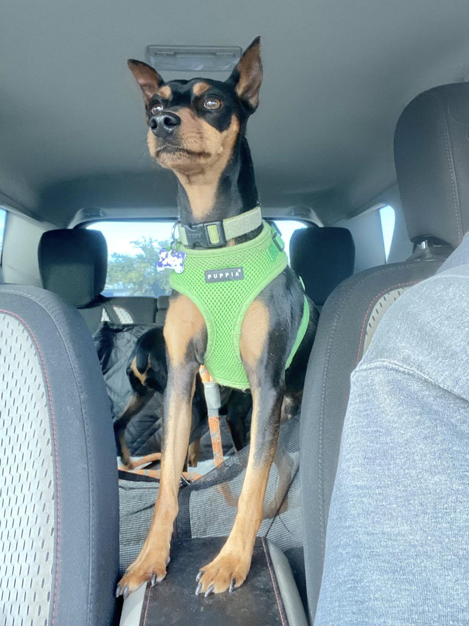 Zeus, a ADOPTABLE Miniature Pinscher in Houston, TX image 5/6