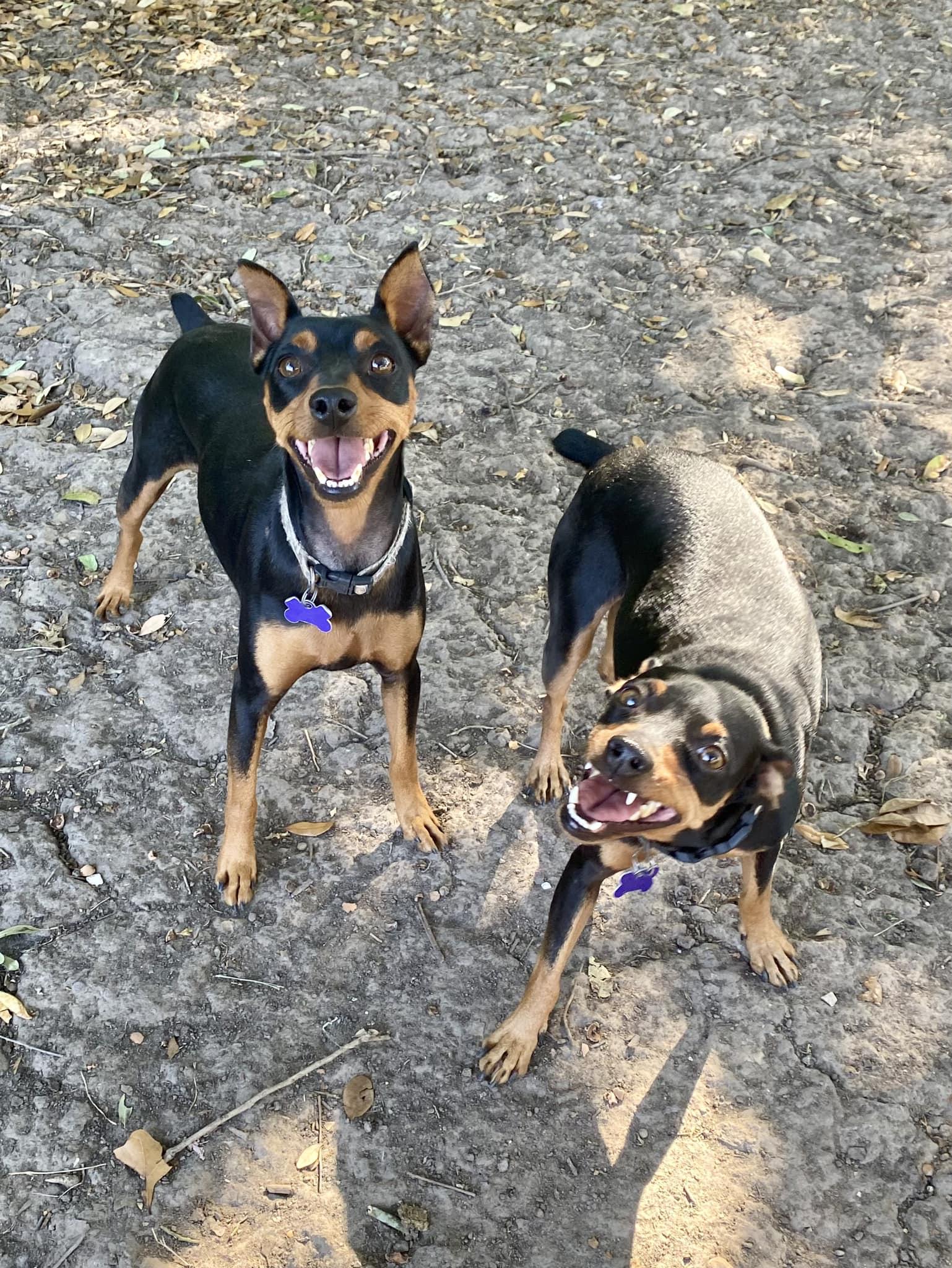 Zeus, a ADOPTABLE Miniature Pinscher in Houston, TX image 4/6