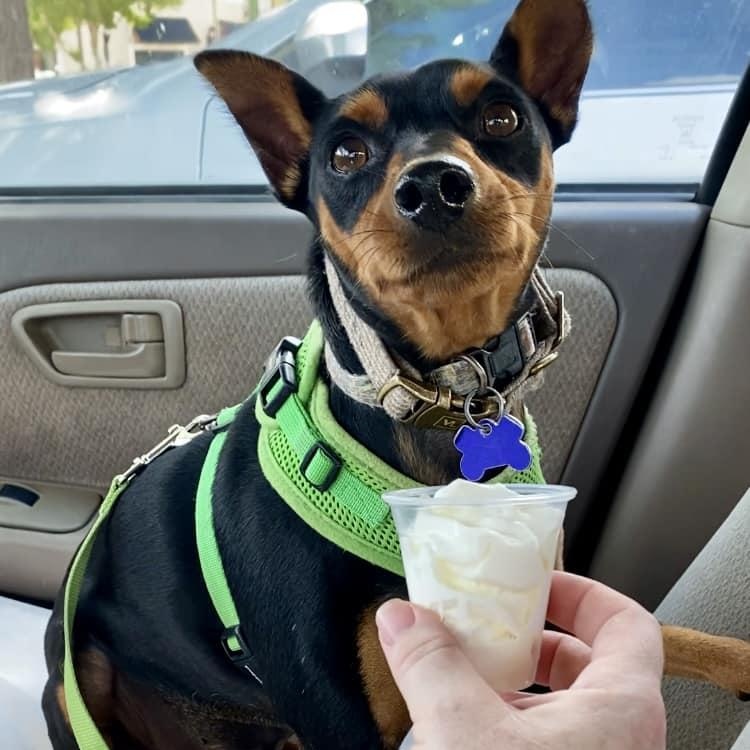 Zeus, ADOPTABLE, Young Male Miniature Pinscher.