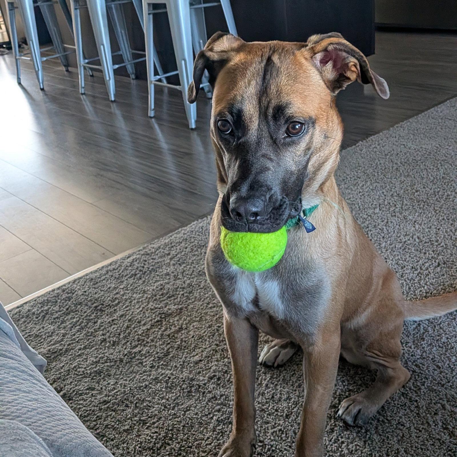 Enlarge Montreal, a Adoptable Terrier in Fargo, ND image 1/3