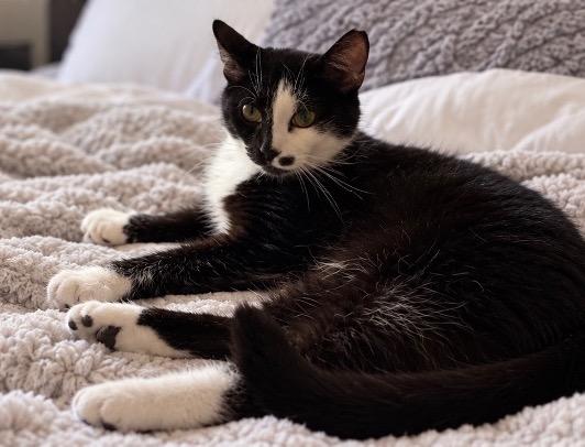 Enlarge Pepe Le Pew, a Adoptable Domestic Short Hair in Cincinnati, OH image 2/3