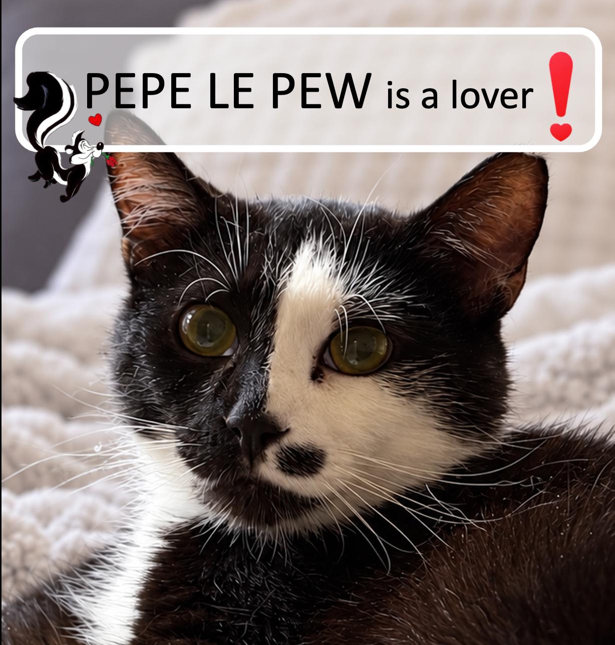 Pepe Le Pew, Adoptable, Adult Male Domestic Short Hair.