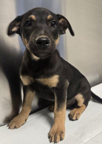 Enlarge Felix, a Adoptable mixed breed in Fresno, CA image 1/1