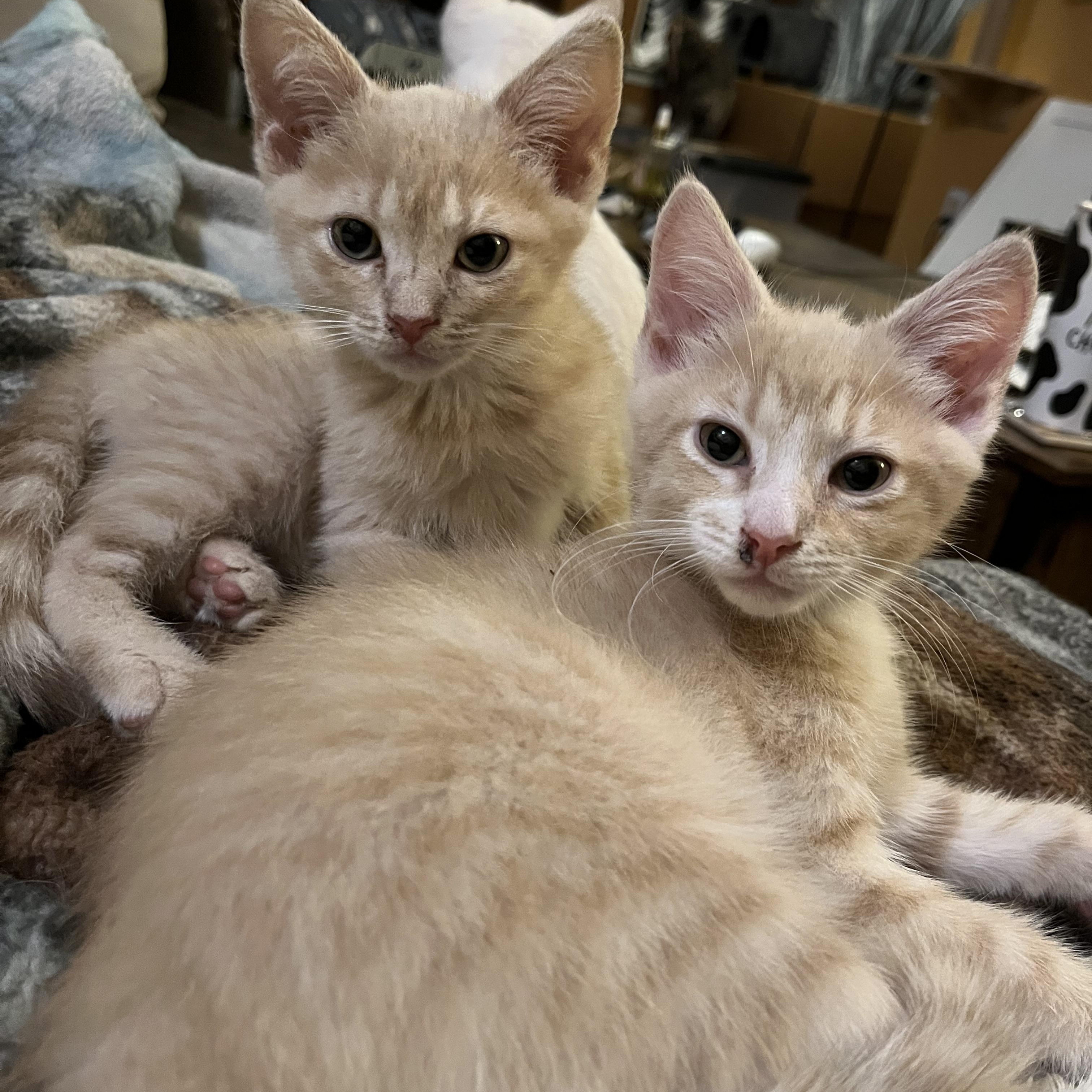 Hans & Franz, a ADOPTABLE Domestic Short Hair in Elkton, MD image 2/6