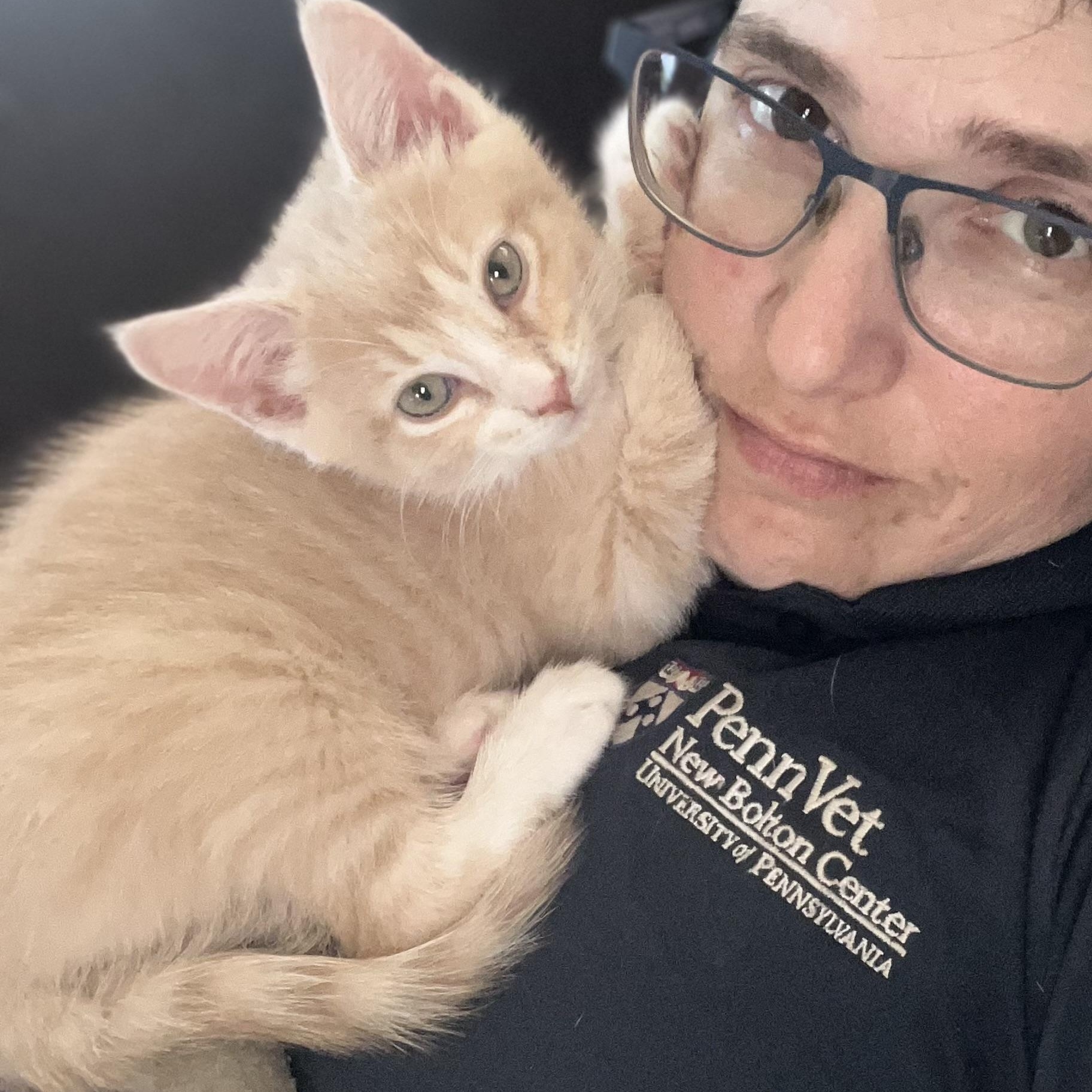 Hans & Franz, a ADOPTABLE Domestic Short Hair in Elkton, MD image 6/6