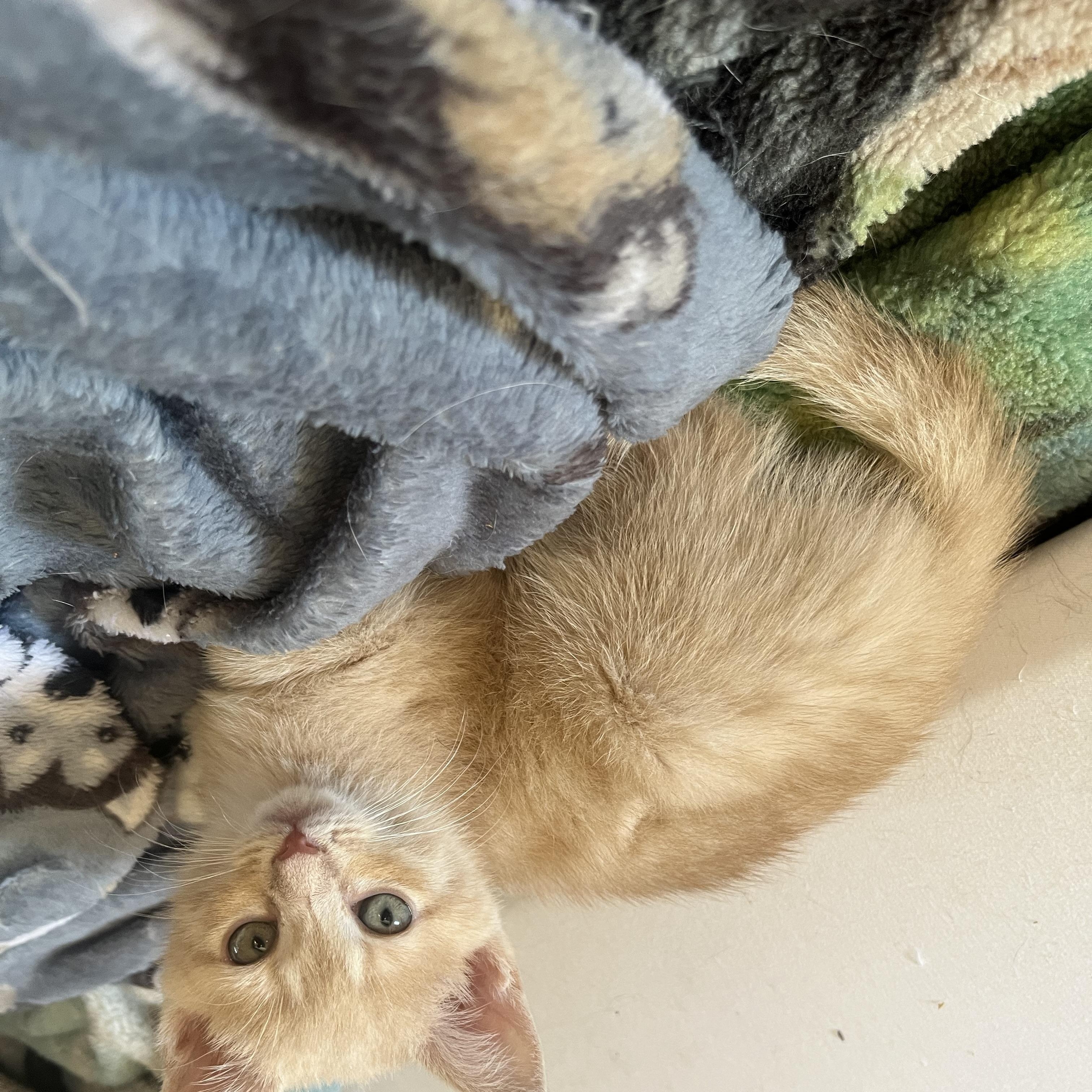 Hans & Franz, a ADOPTABLE Domestic Short Hair in Elkton, MD image 5/6
