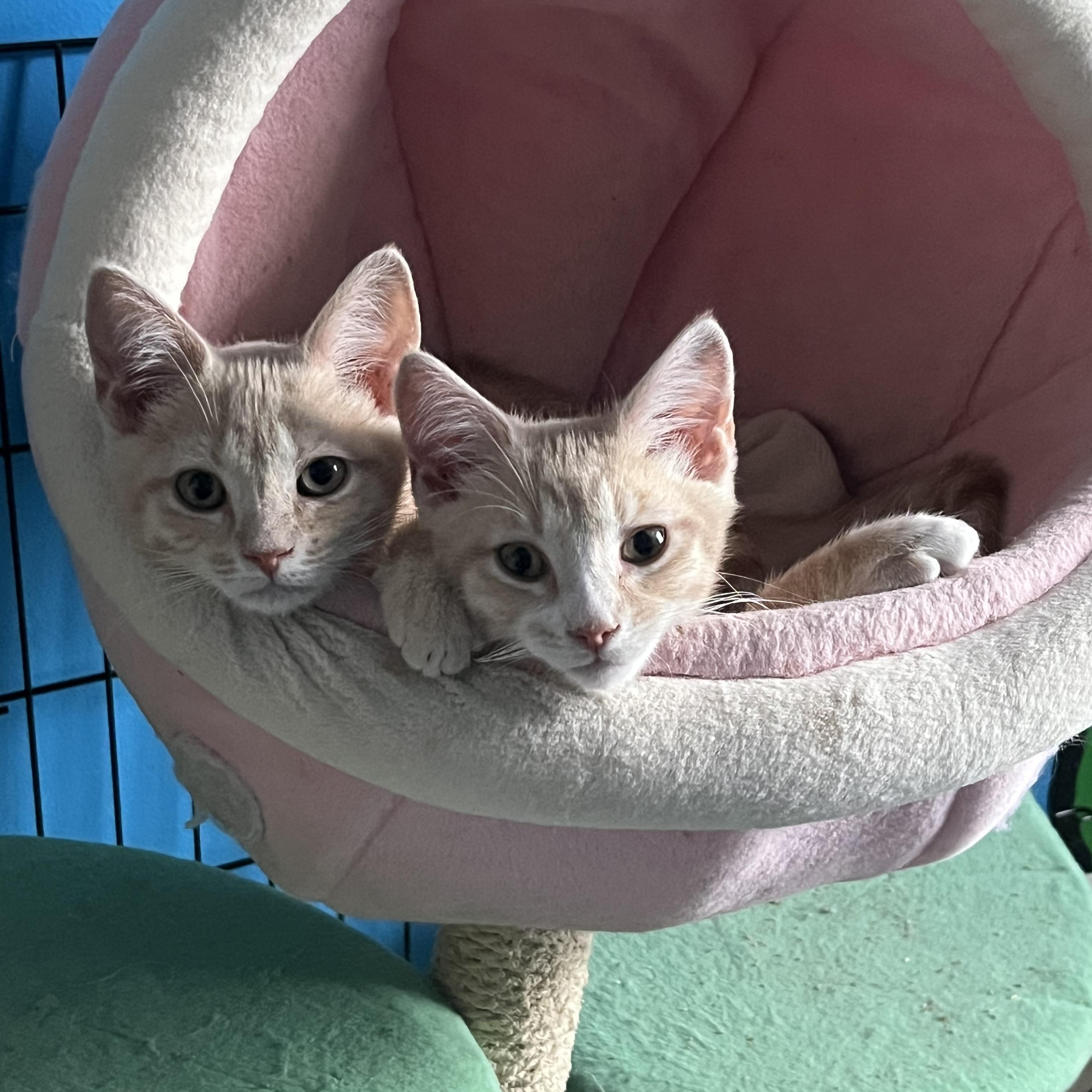 Hans & Franz, ADOPTABLE, Kitten Male Domestic Short Hair.