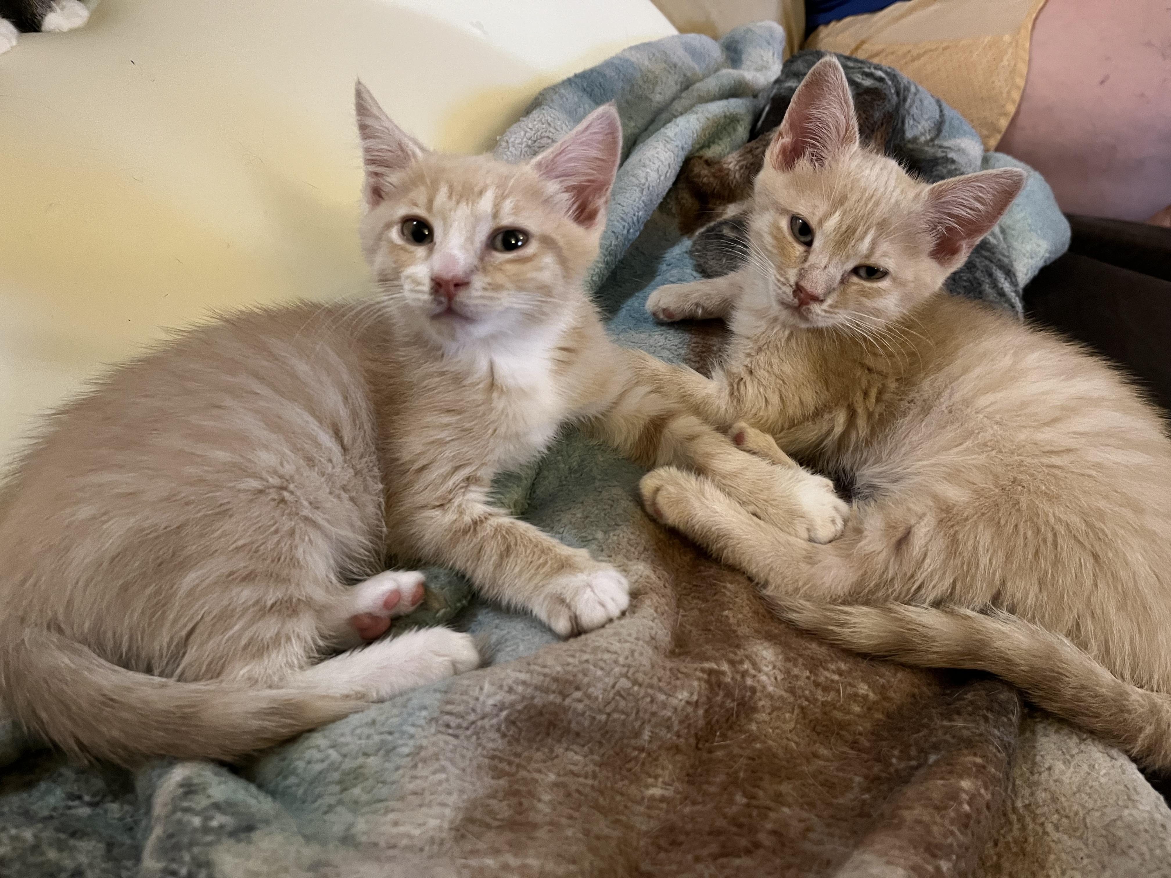 Hans & Franz, a ADOPTABLE Domestic Short Hair in Elkton, MD image 3/6