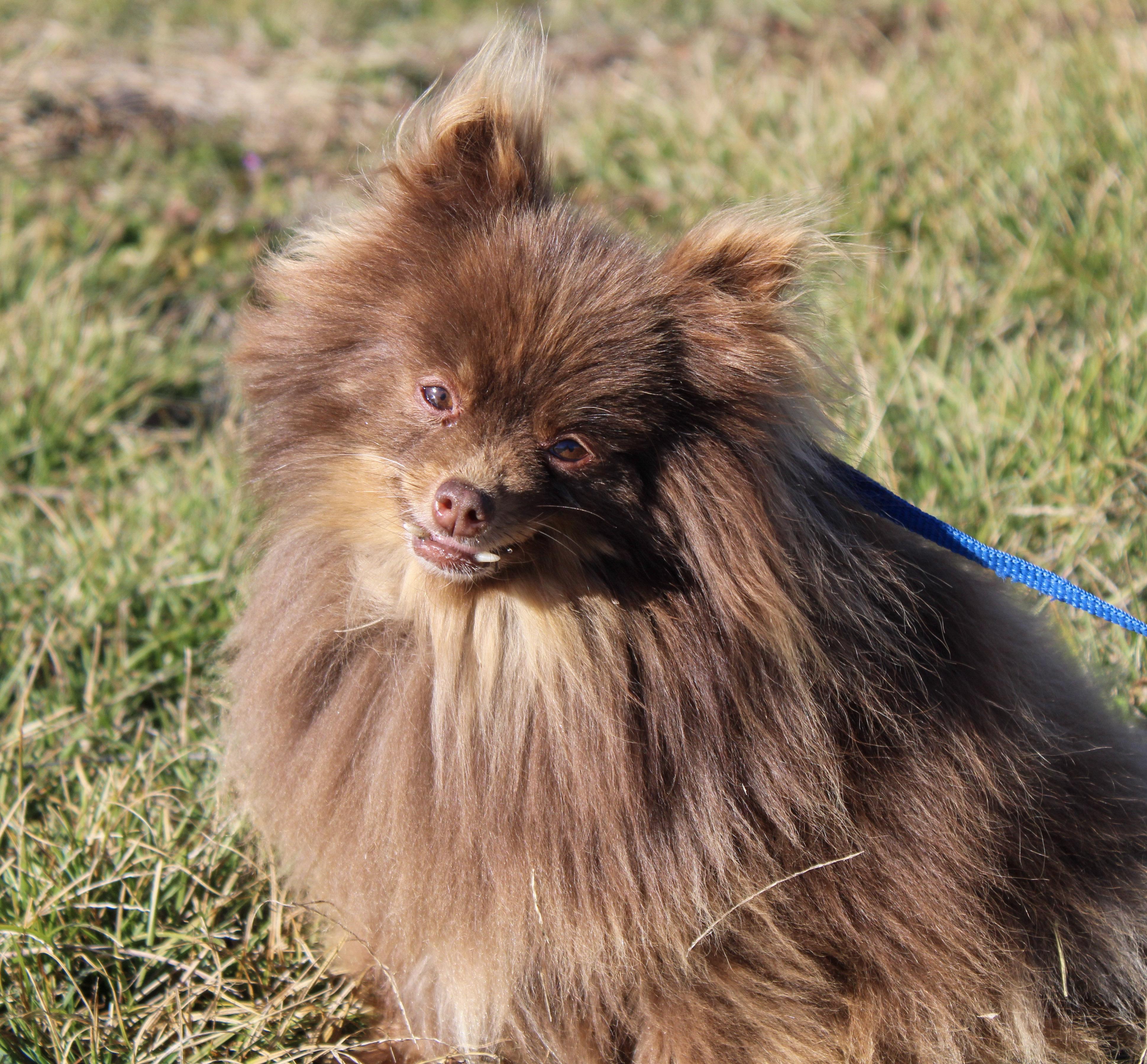 Enlarge Candy, a ADOPTABLE Pomeranian in Neosho, MO image 1/2