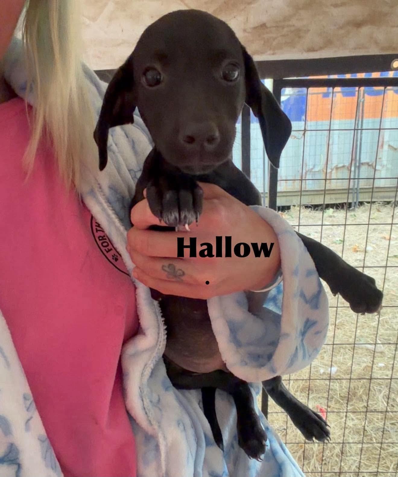 Enlarge Hallow SS in MS, a Adoptable Dachshund in Warwick, RI image 1/1
