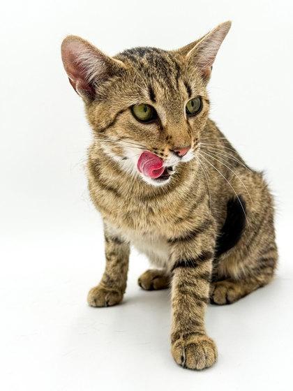 Willow, Adoptable, Adult Female Domestic Short Hair & Domestic Short Hair.