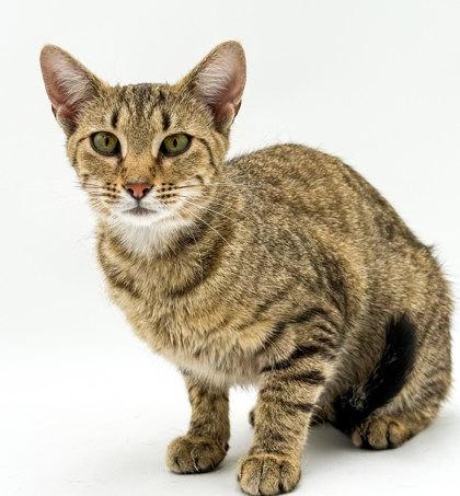 Willow, a Adoptable mixed breed in Bowling Green, KY image 2/2