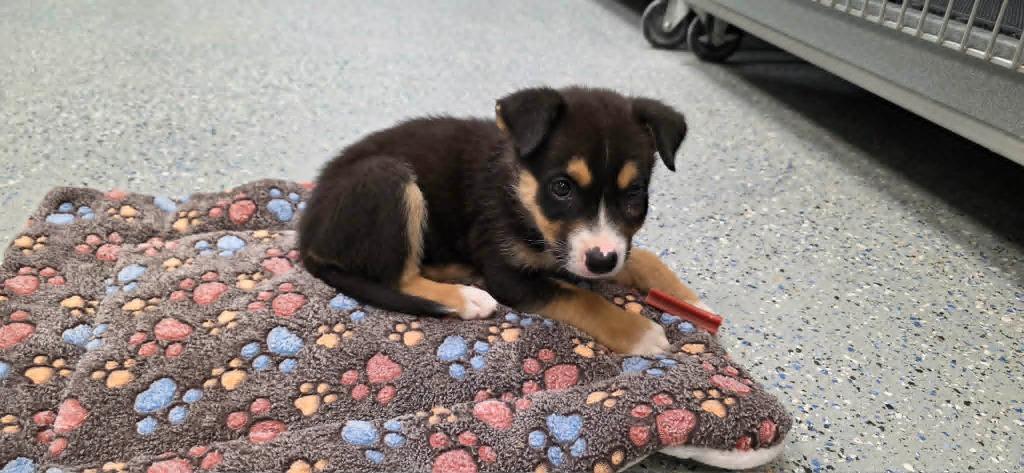 Cali, a Adoptable mixed breed in California City, CA image 1/4