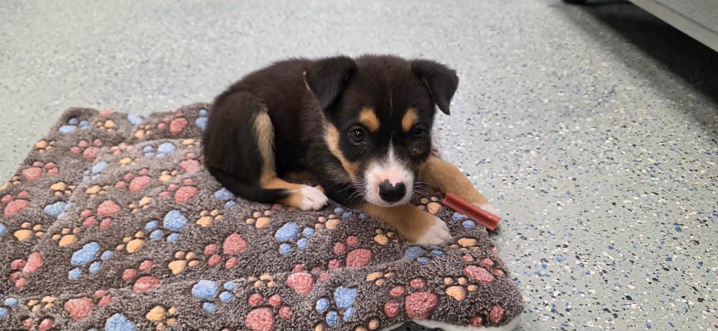 Cali, a Adoptable mixed breed in California City, CA image 2/4