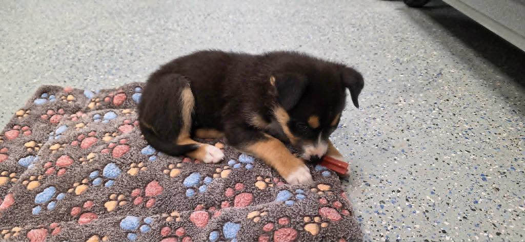 Cali, a Adoptable mixed breed in California City, CA image 3/4