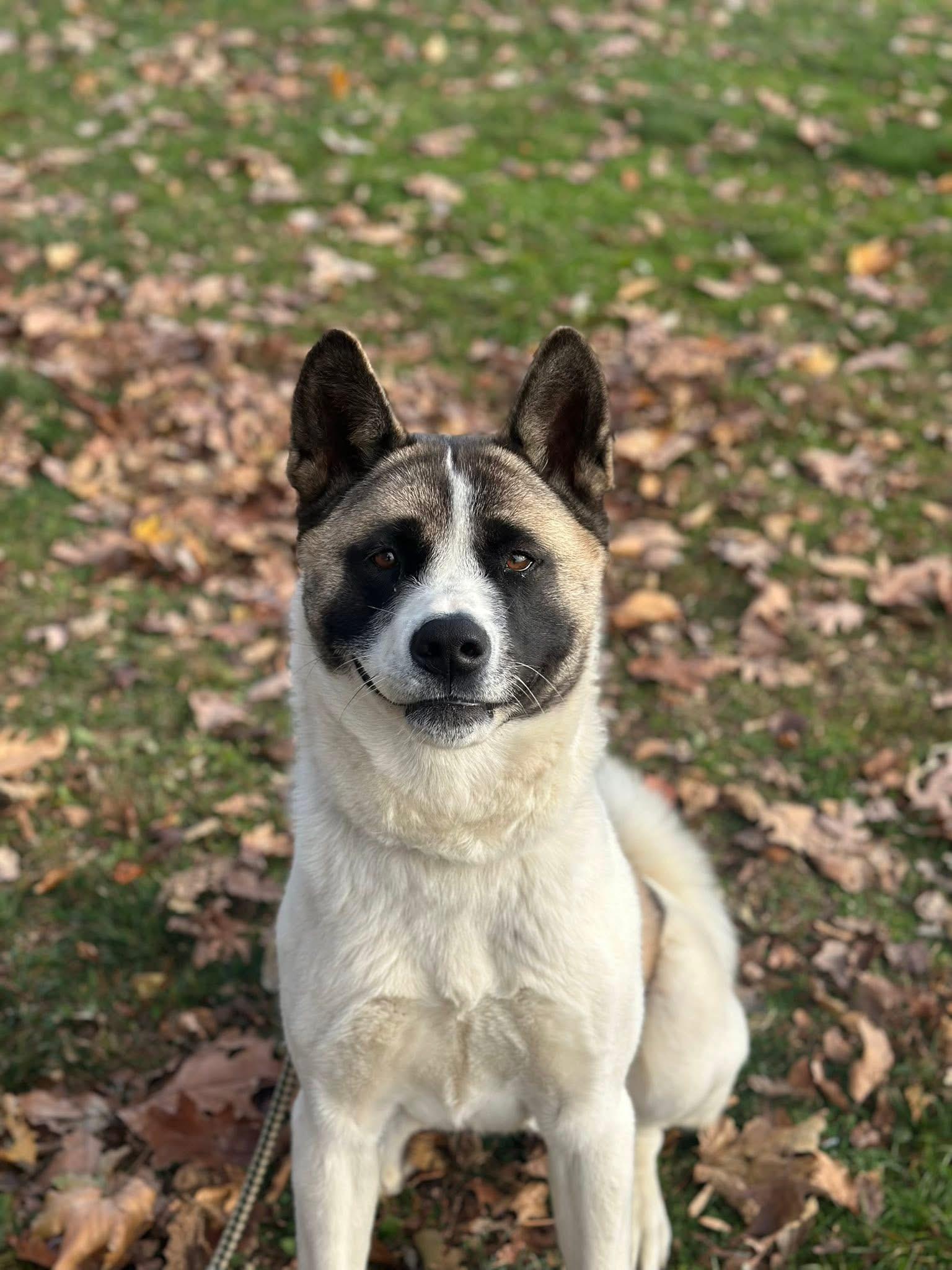 Enlarge Peaches, an adoptable Akita in Myerstown, PA image 5/6
