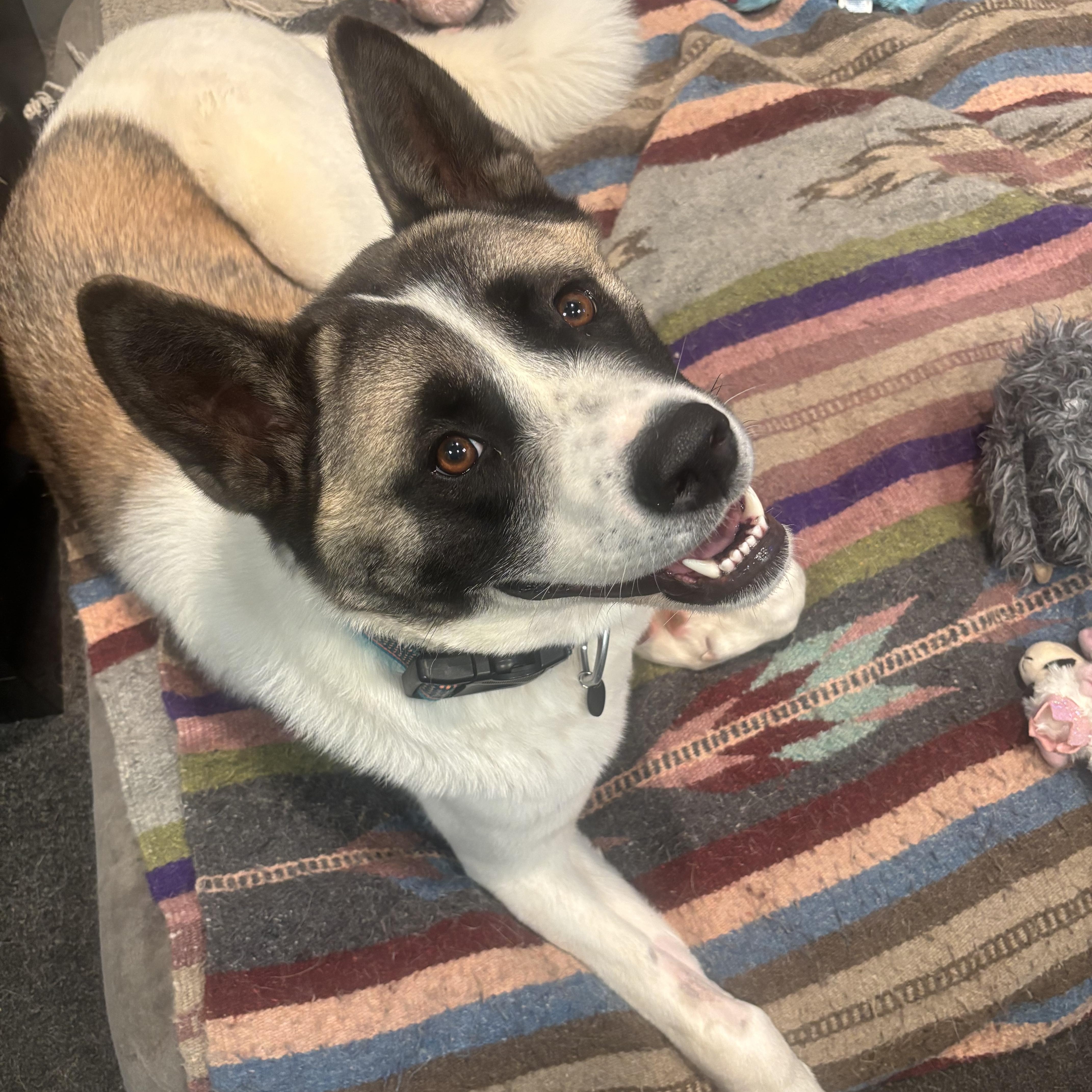 Enlarge Peaches, an adoptable Akita in Myerstown, PA image 2/6