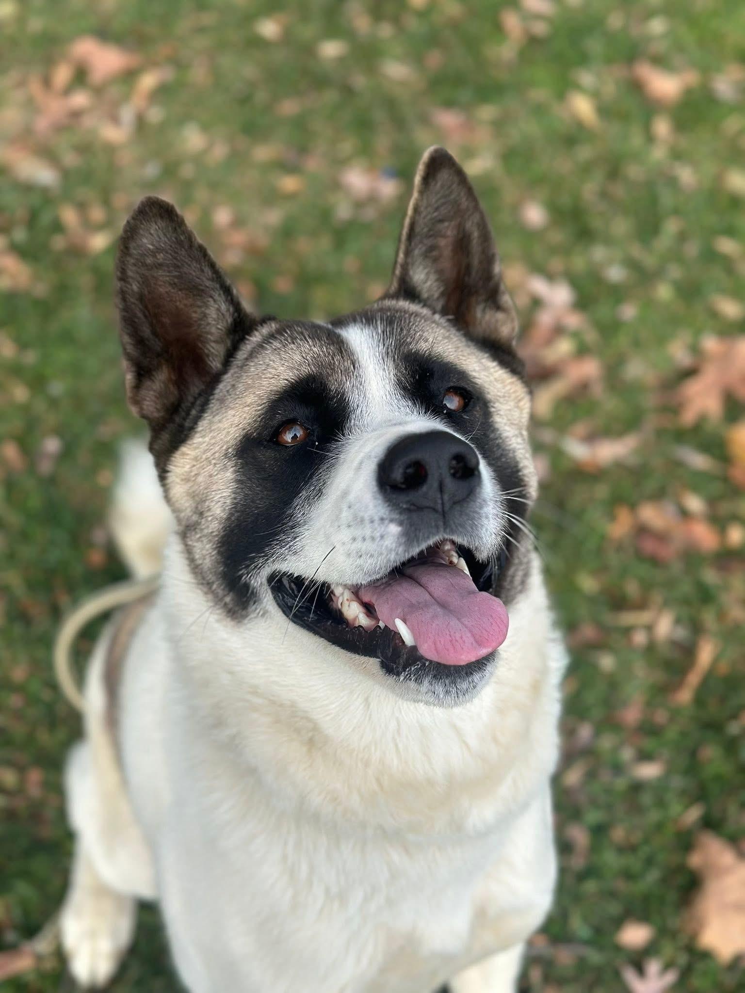 Enlarge Peaches, an adoptable Akita in Myerstown, PA image 1/6