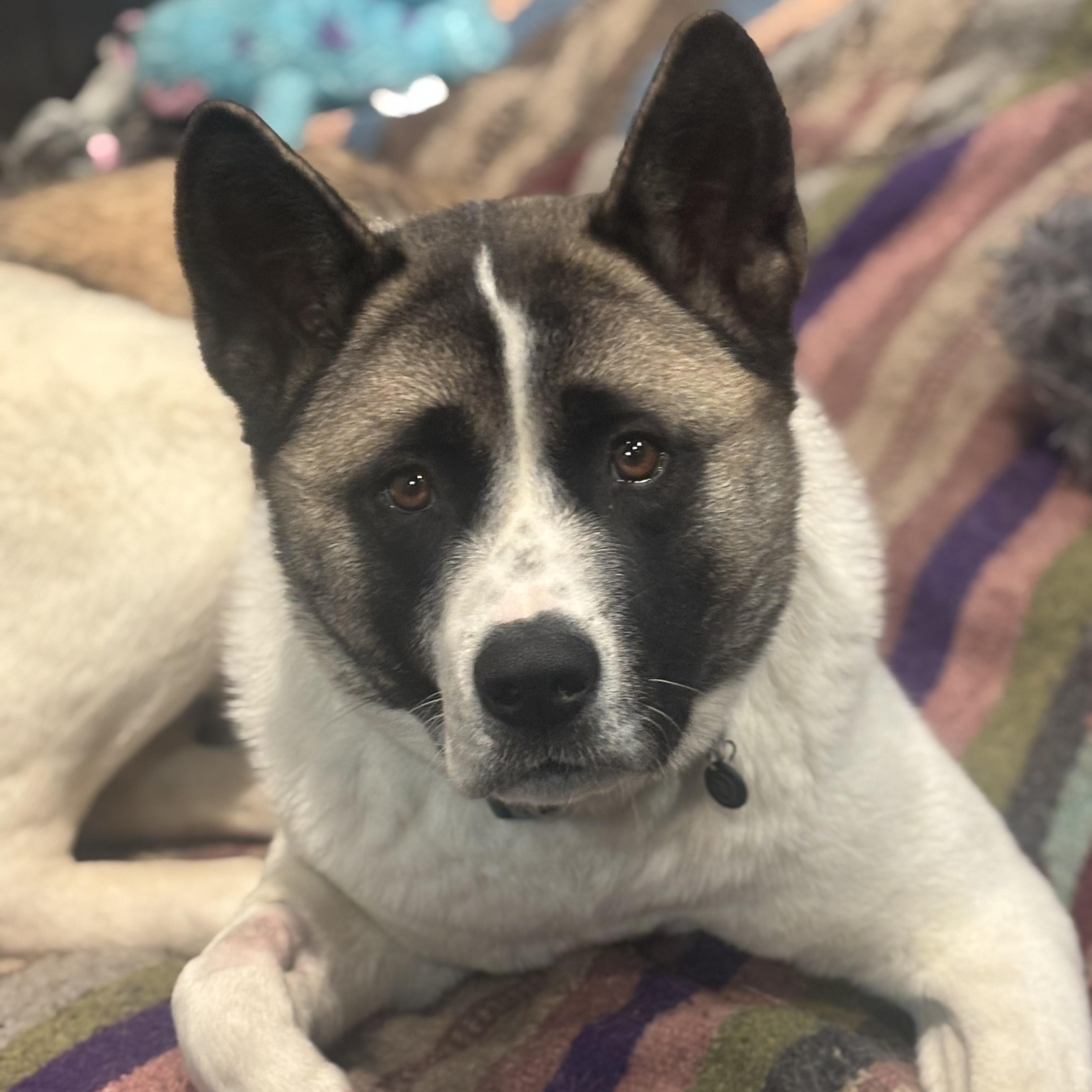 Enlarge Peaches, an adoptable Akita in Myerstown, PA image 3/6