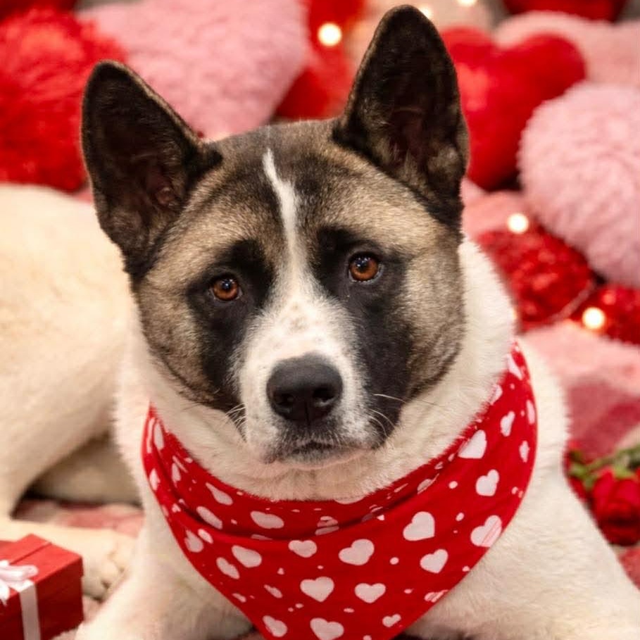 Enlarge Peaches, an adoptable Akita in Myerstown, PA image 6/6