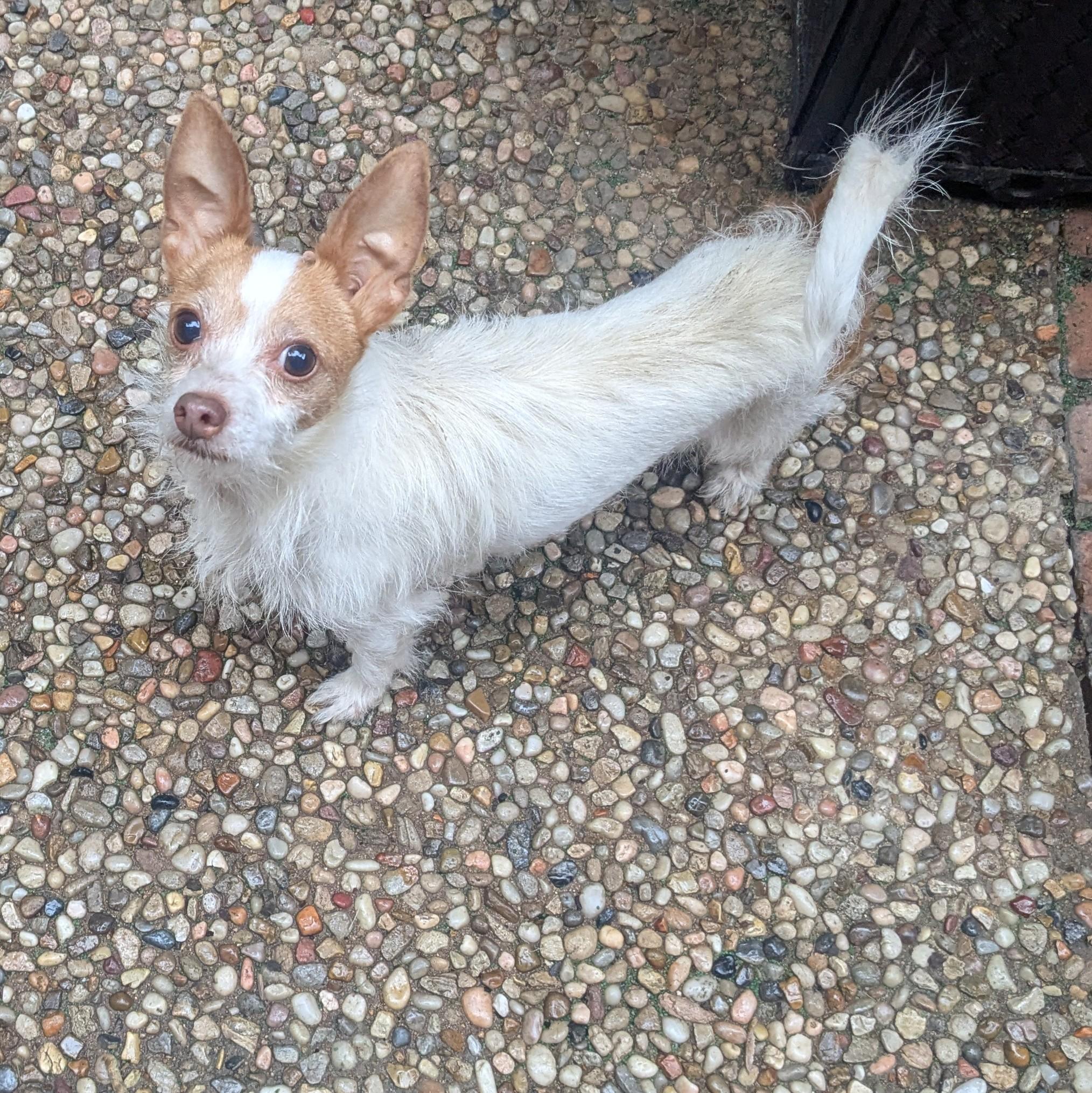 Gwen
