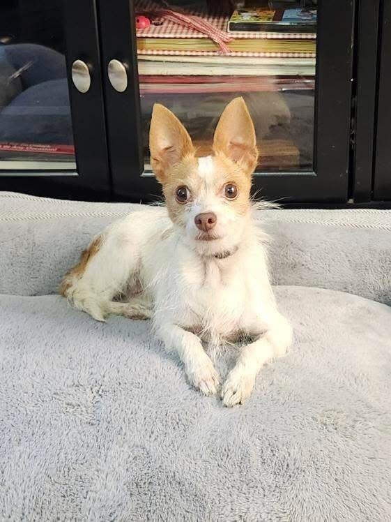 Gwen Chihuahua Dog