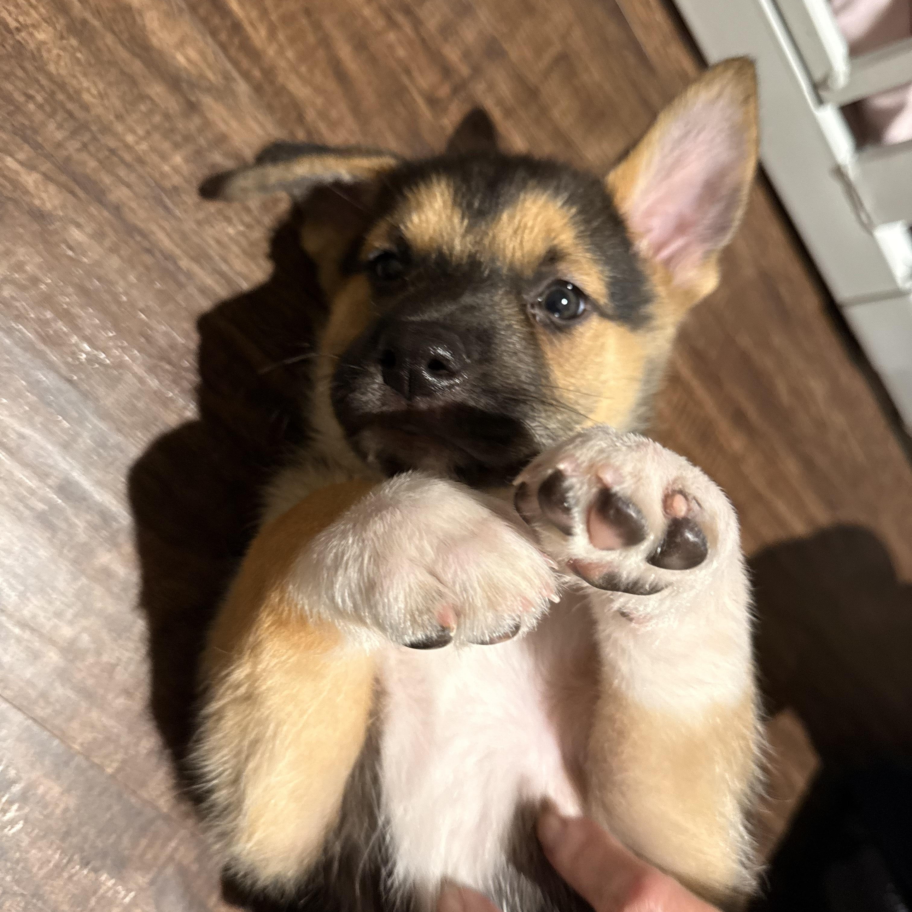 Enlarge Haven, an adoptable mixed breed in San Antonio, TX image 4/6