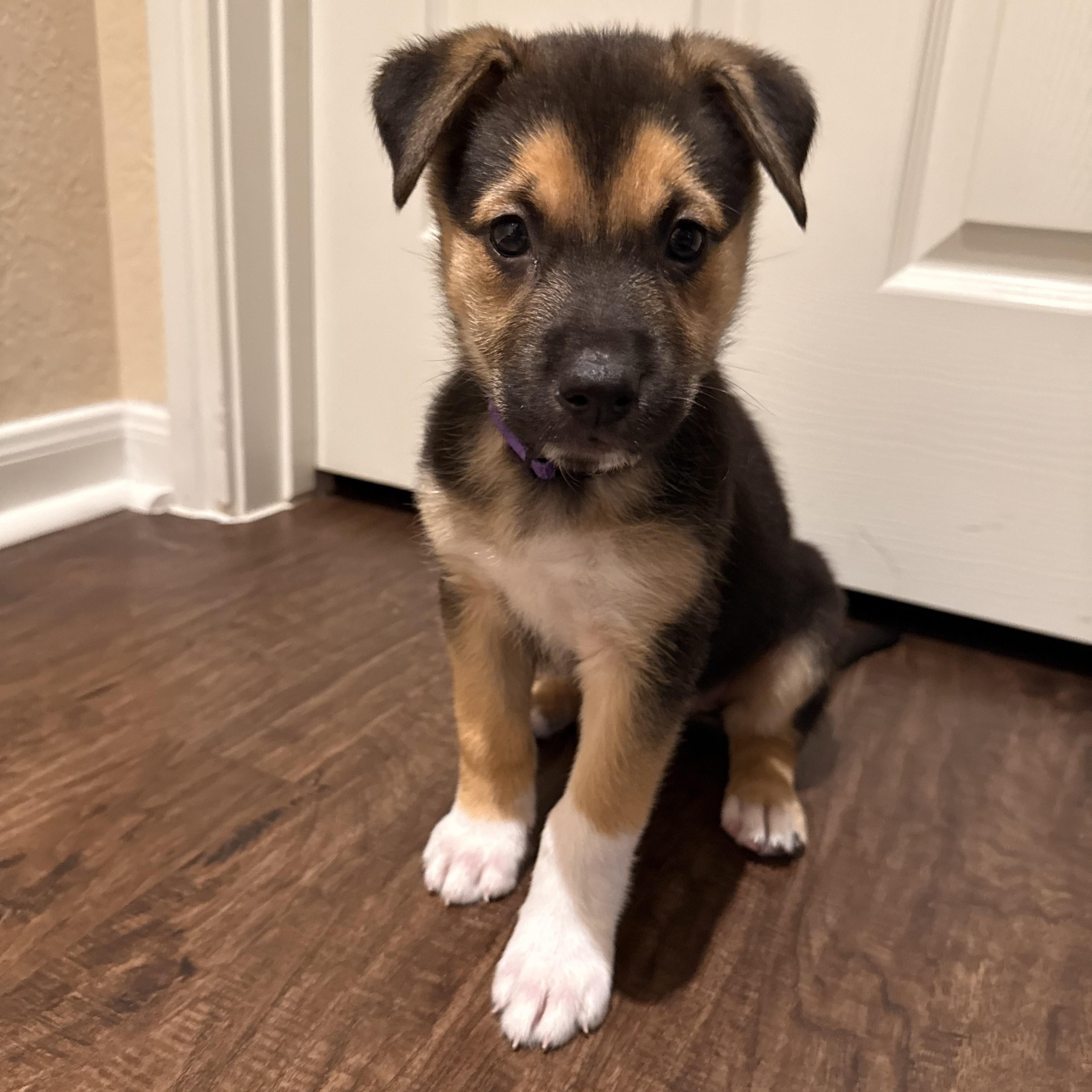 Enlarge Haven, an adoptable mixed breed in San Antonio, TX image 1/6
