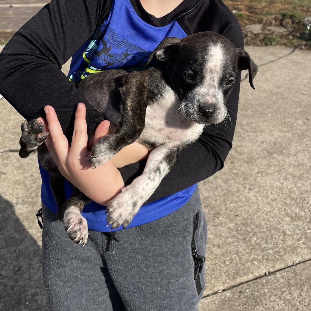 Enlarge Butters, a Adoptable mixed breed in Avon, OH image 2/6