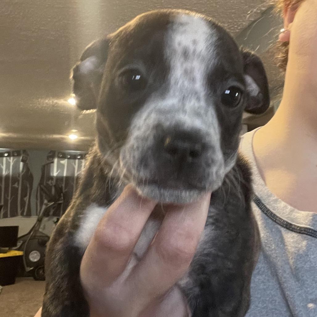 Enlarge Butters, a Adoptable mixed breed in Avon, OH image 3/6