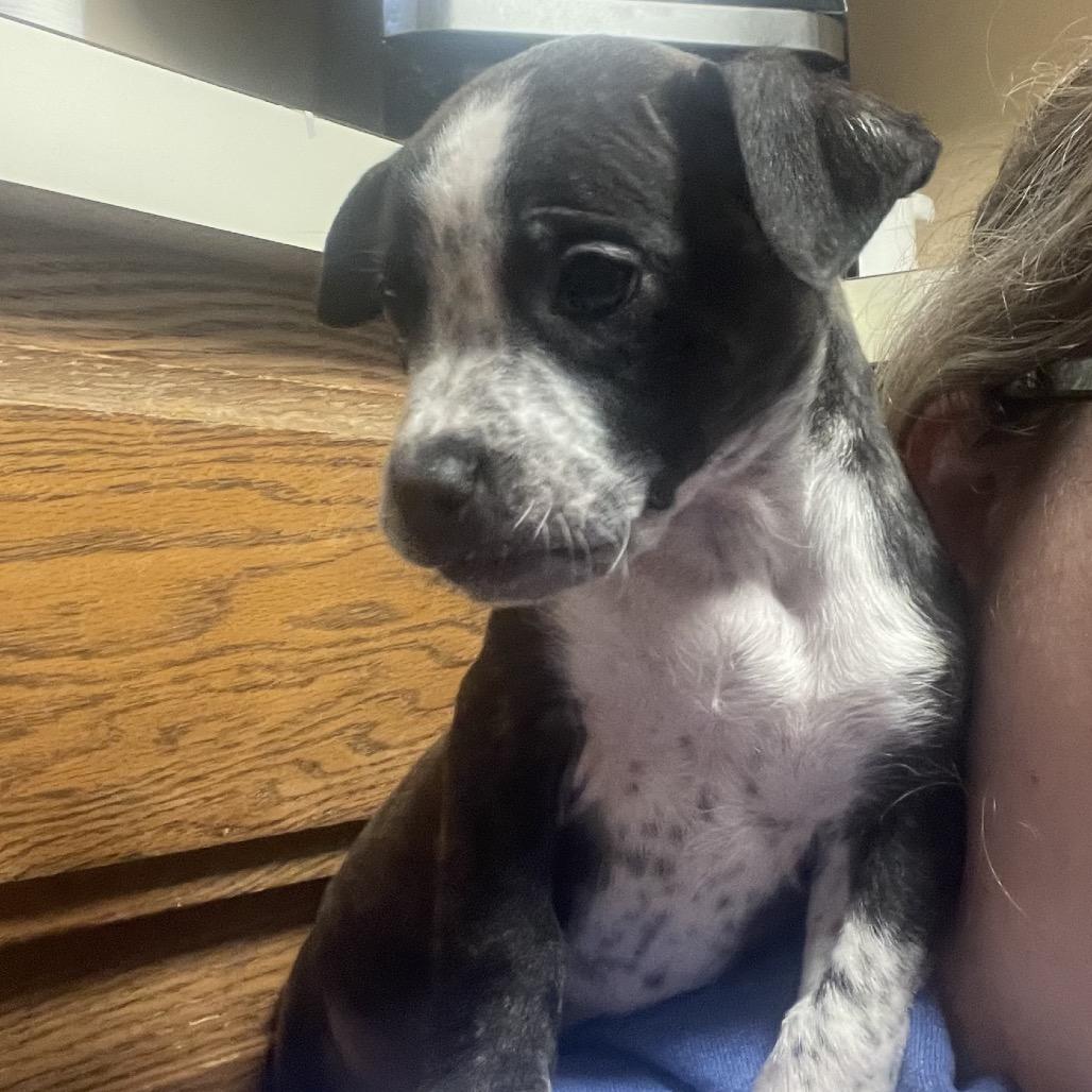 Enlarge Butters, a Adoptable mixed breed in Avon, OH image 4/6